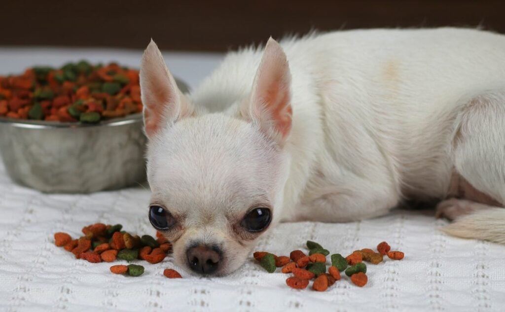 Picky eater white short hair Chihuahua dog lying down on white cloth looking at camera and refusing to eat dry dog food.
