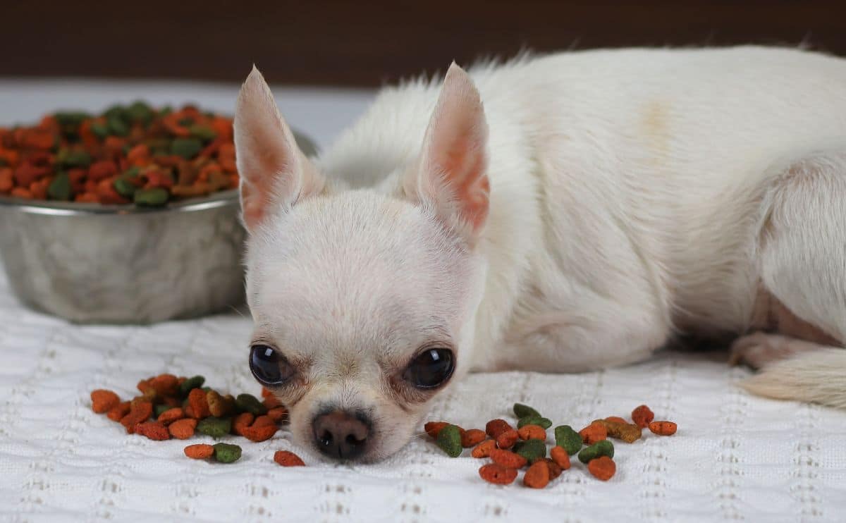 A picky eater white short hair chihuahua dog lying down on white cloth looking at camera and refuse to eat dog food