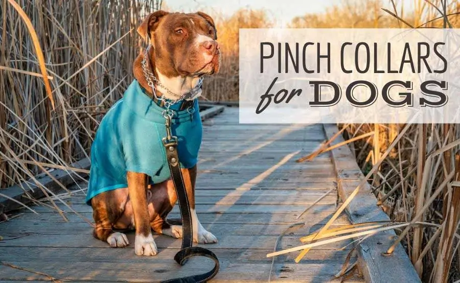 Pitbull sitting on pier in blue jacket with pinch collar and leash (Caption: Pinch Collars For Dogs)