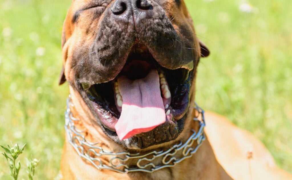 Pinch collar on a bulldog.