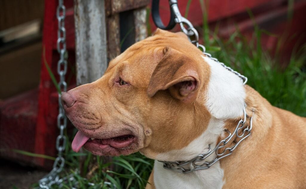 Pinch collar on a dog.
