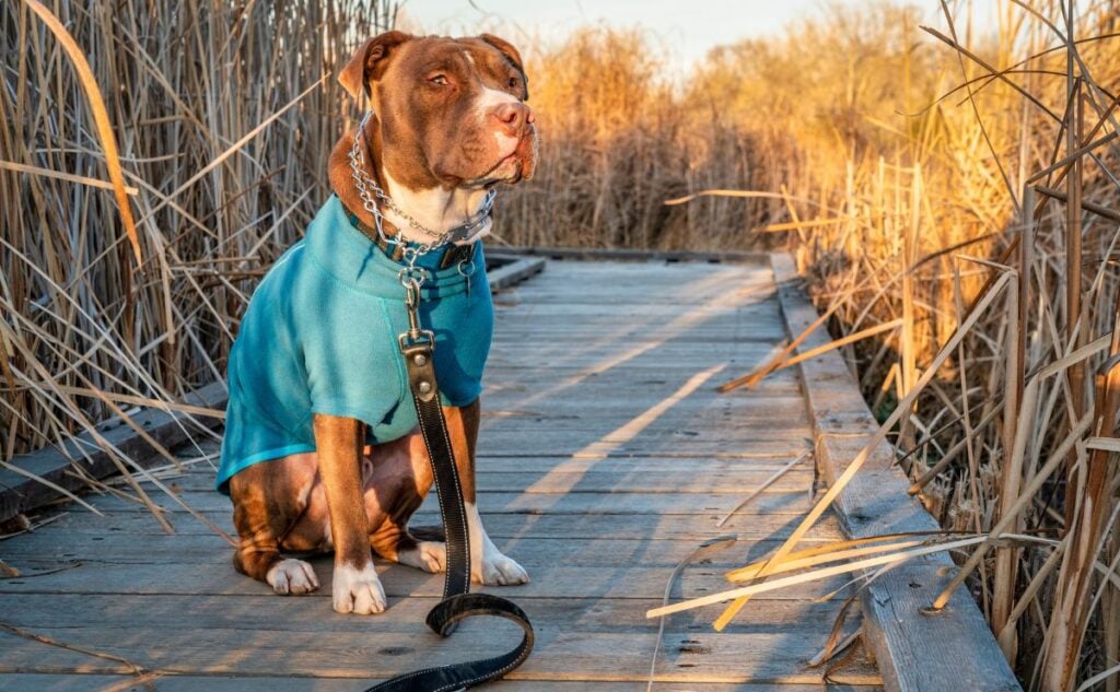 Pinch collar on a dog sitting outside.