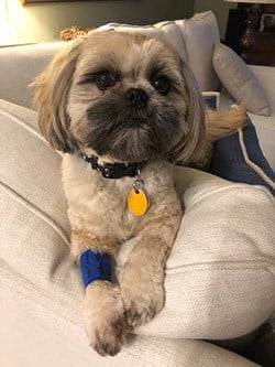 Piper the dog sitting on sofa