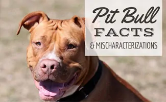 do pit bulls have long tails