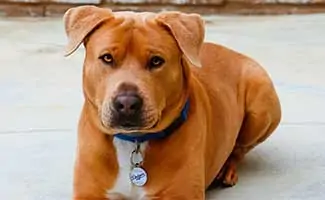 Goldenbull