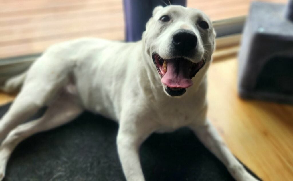 Pitbull laying on the ground smiling.