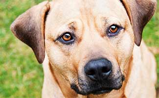 Pitbull Mastiff Mix