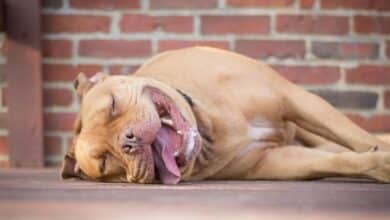 Pitbull passed out on ground.