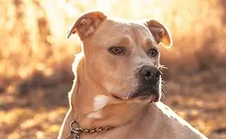 Labrabull