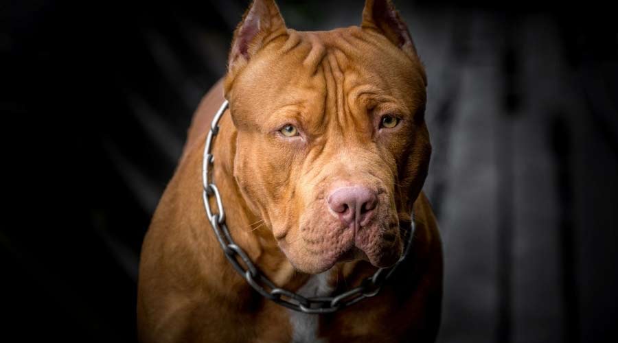 Pitbull Dog sad
