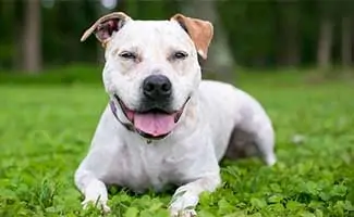 Pointerbull