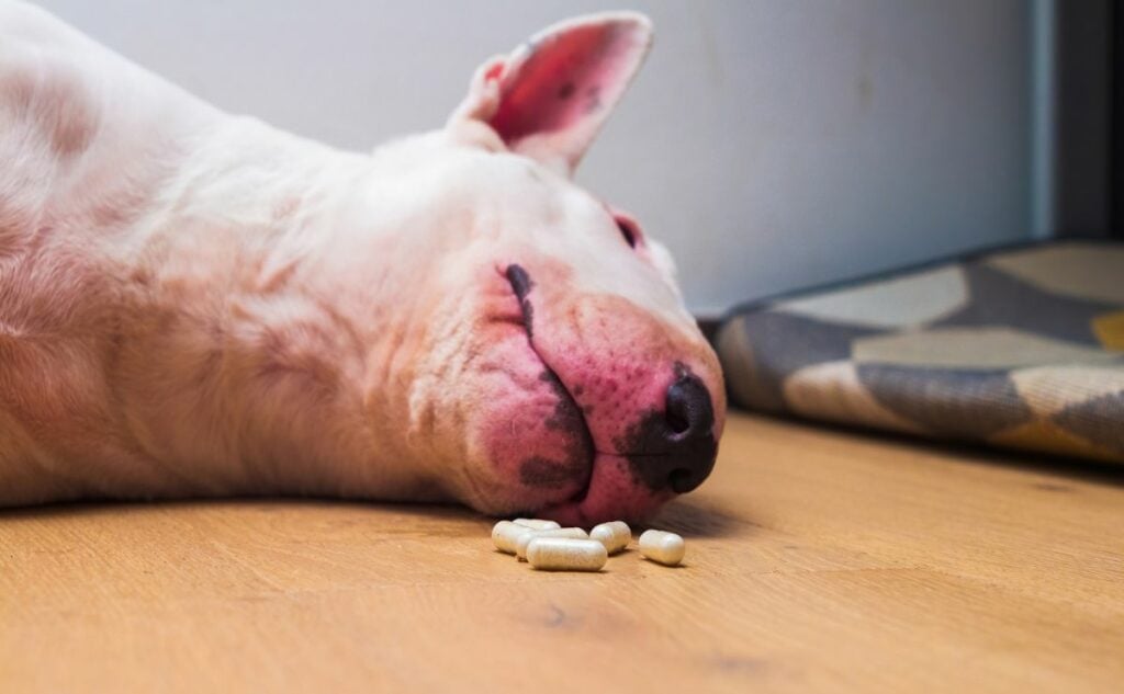 A poisoned dog laying on the ground next to pills.