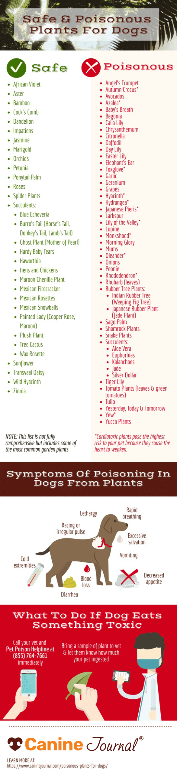 Poisonous plants for dogs infographic.