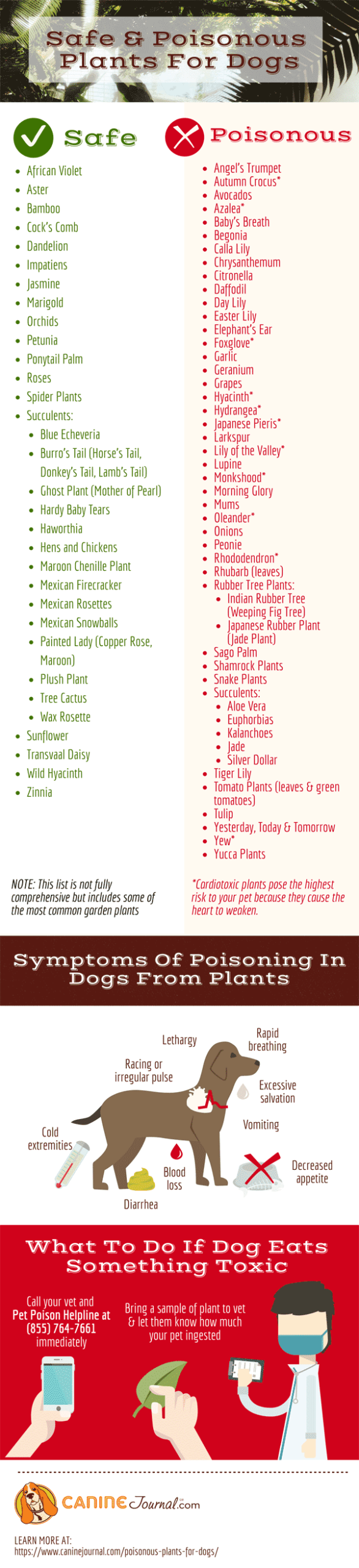 Infographic: Poisonous plants for dogs