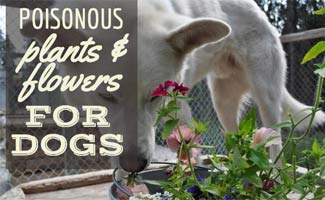 are sunflower plants poisonous to dogs