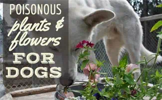 Dog sniffying flowering plant (caption: Poisonous Plants For Dogs)