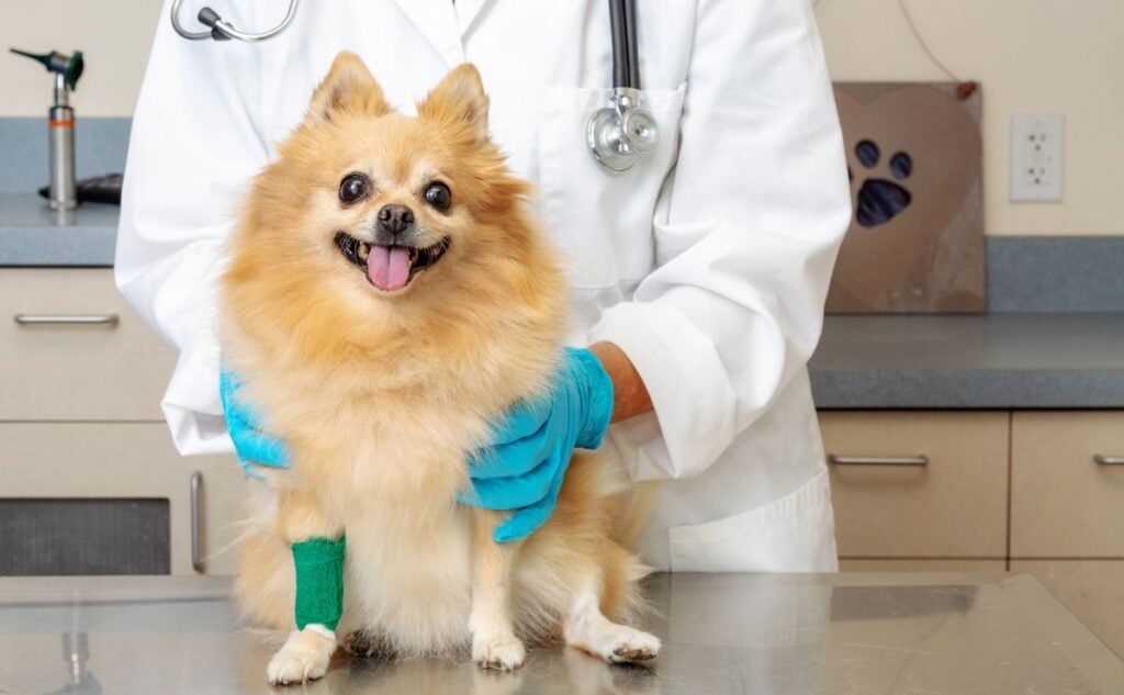Pomeranian at the vet.
