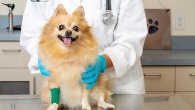 Pomeranian at the vet.