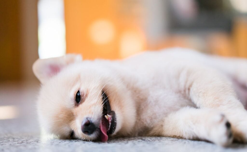 Pom laying on the ground.