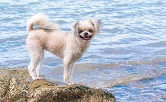 Pomapoo near water