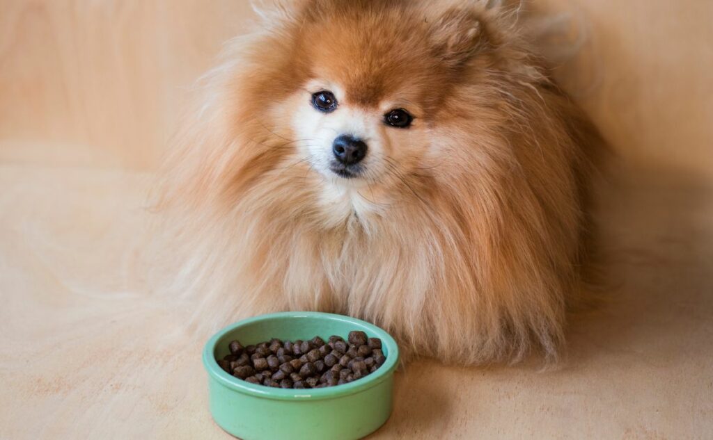 Pomeranian eating dog food out of a bowl on the ground.