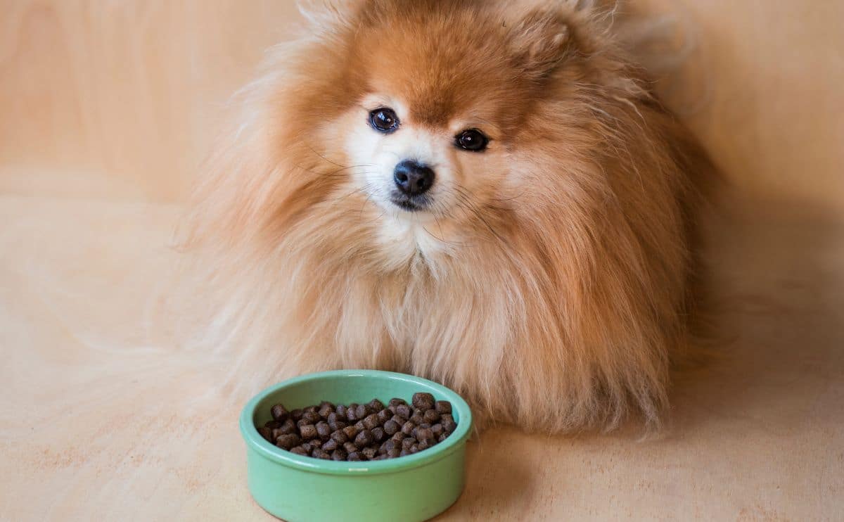 Pomeranian eating dog food out of a bowl on the ground.