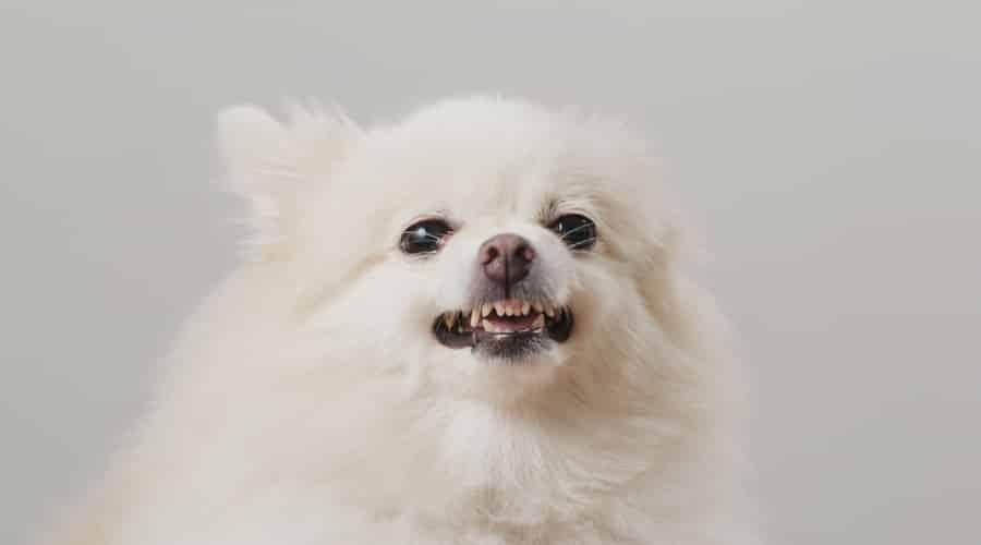 Pomeranian growling teeth at camera