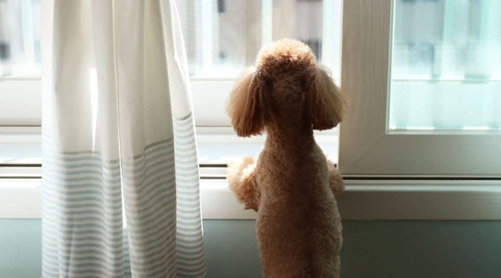 Poodle dog staring outside through window in apartment.
