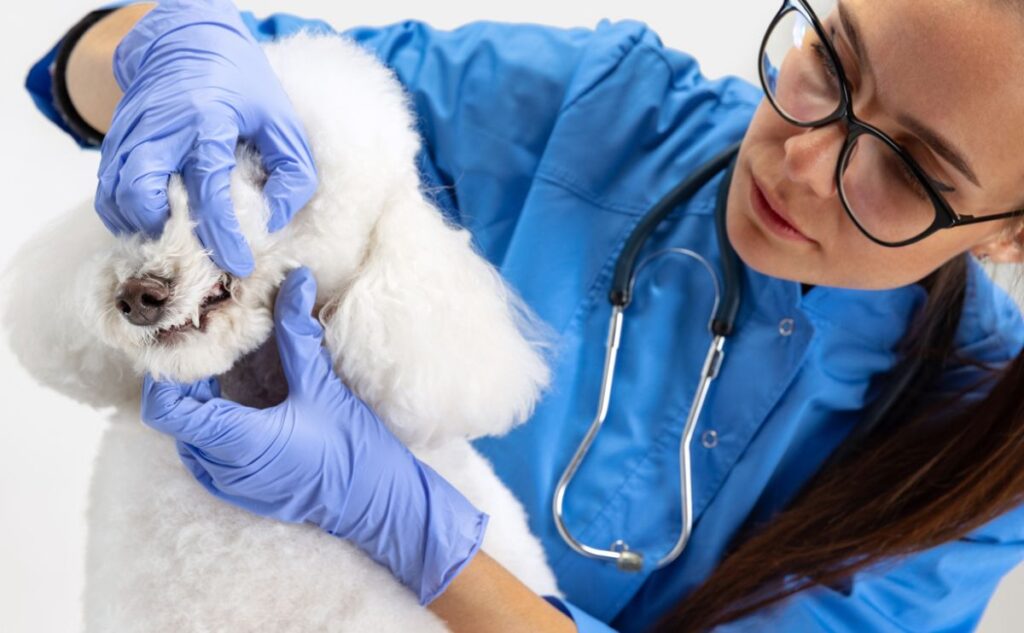 Poodle getting examined by a vet.