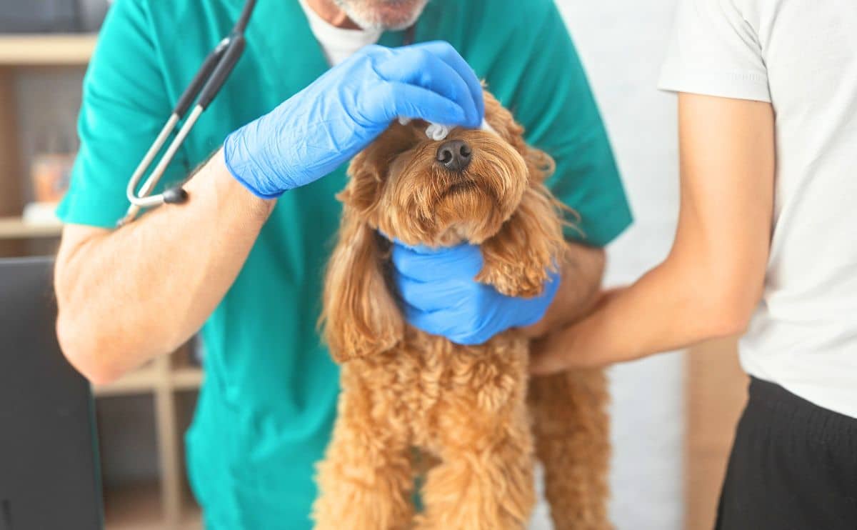 Poodle getting examined by vet.