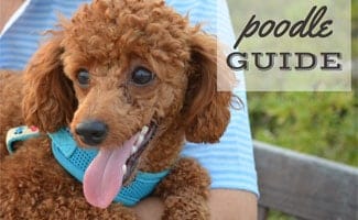 Poodle in girl's lap: (caption: Poodle Guide)