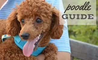 Brown Poodle in girl's lap (caption: Poodle Guide)