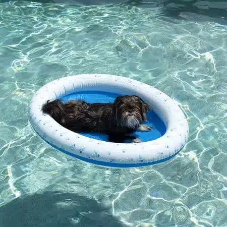 PoolCandy Inflatable Pet Float