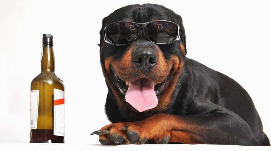 portrait of a purebred Rottweiler with sunglasses and bottle of alcohol