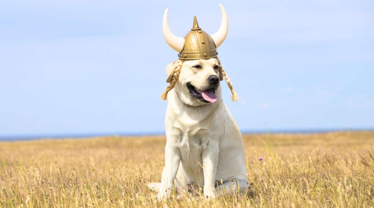 portrait of adult yellow labrador retriever sitting on field with yellow glass