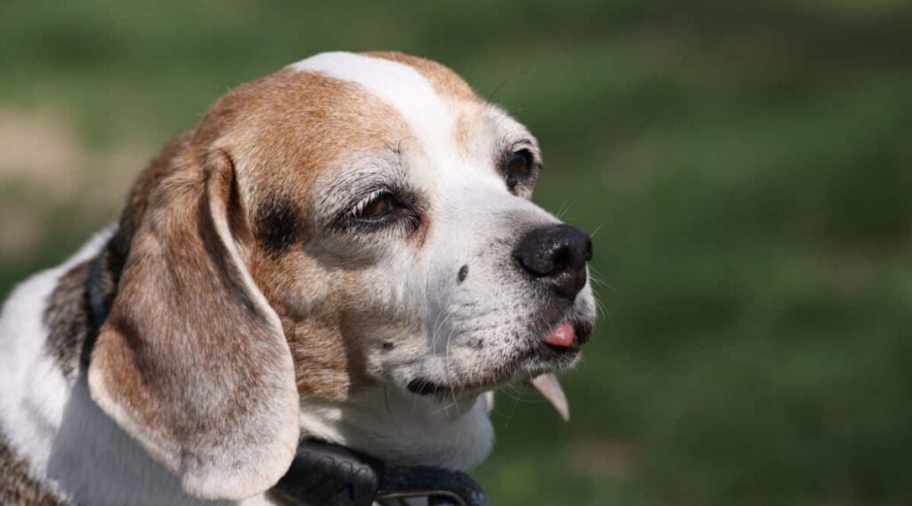 portrait on an old beagle face close up outside