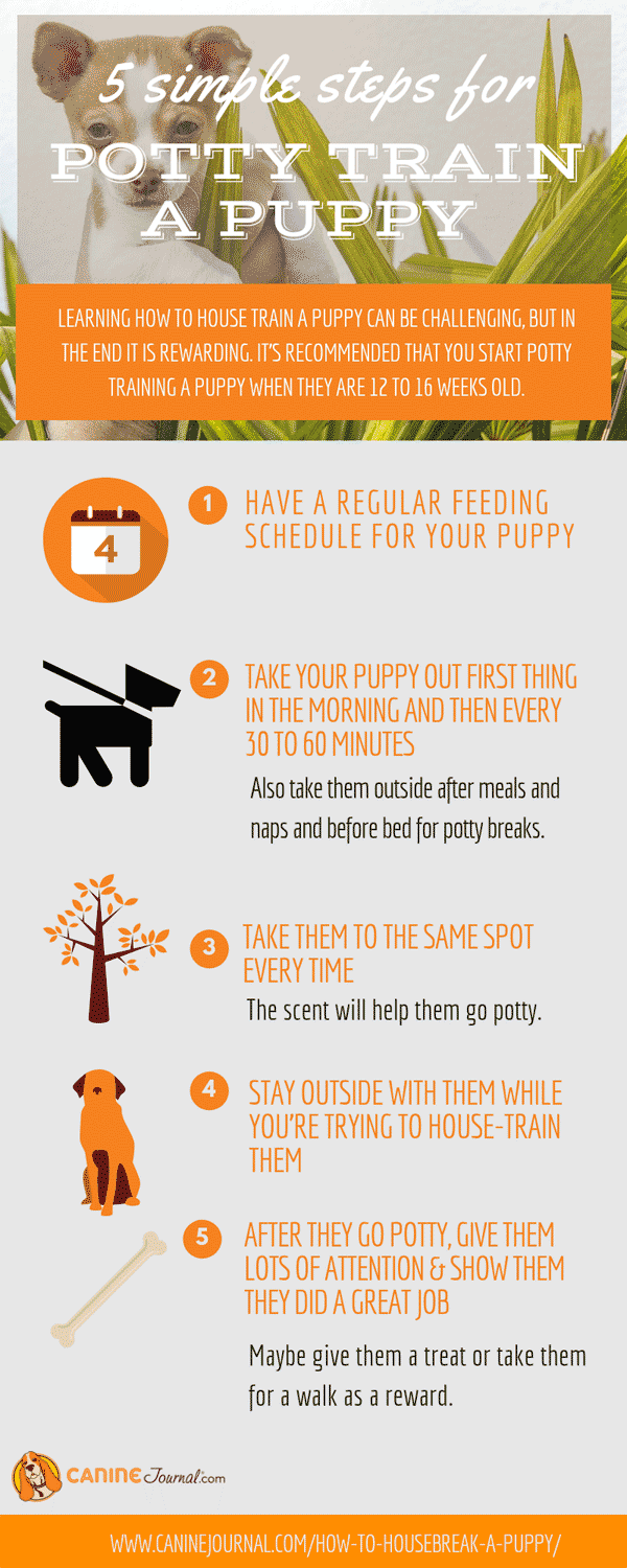 How to Potty Train a Puppy Infographic