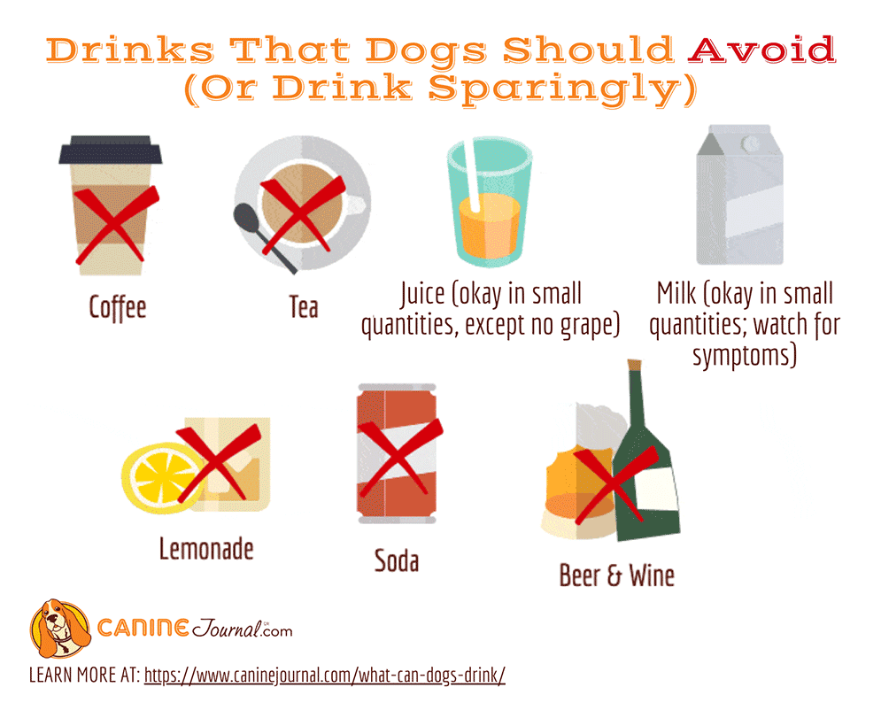 Infographic: Drinks that dogs should avoid