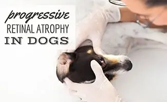 Dog's eye being checked by a vet (Caption: Progressive Retinal Atrophy In Dogs)