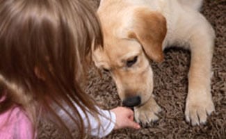 Girl petting Psychiatric Service Dog