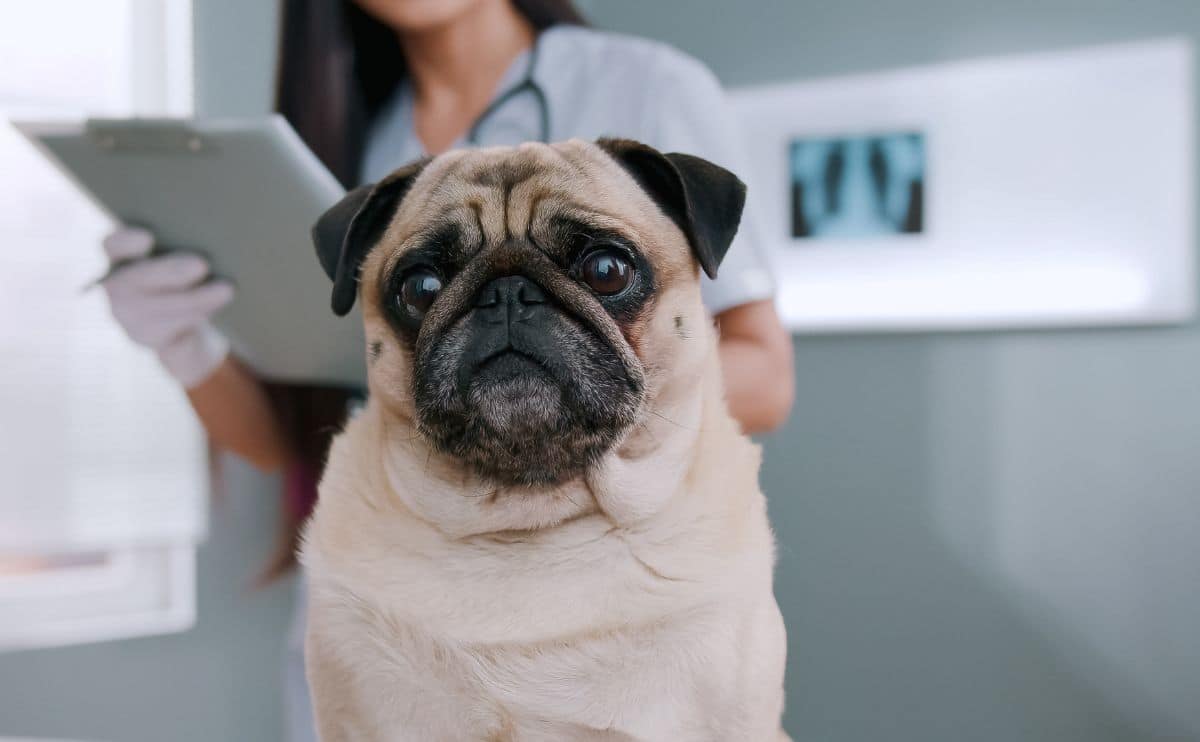 Pug at the vet with tech in background holding clipboard.