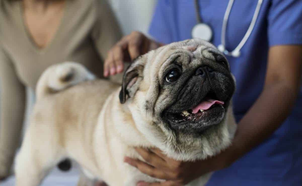 Pet pug in a veterinary clinic