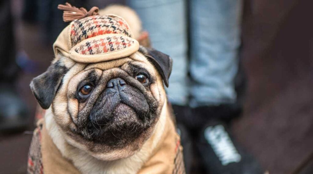 pug dressed as Sherlock Holmes