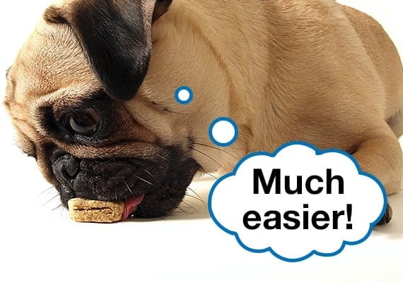 Pug eating dog food treat from floor.