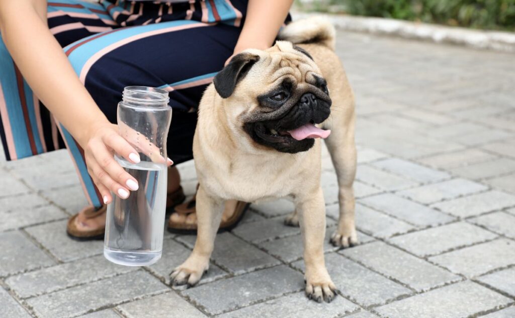 Pug getting fed water.