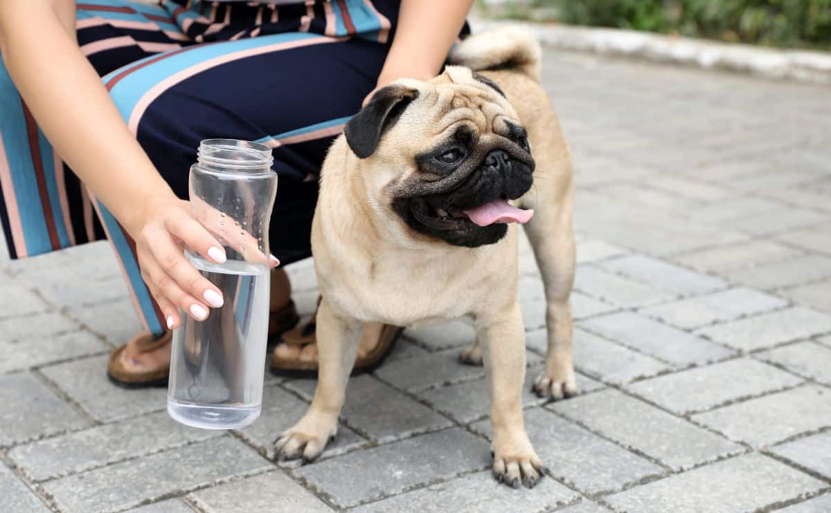 Pug getting fed water.