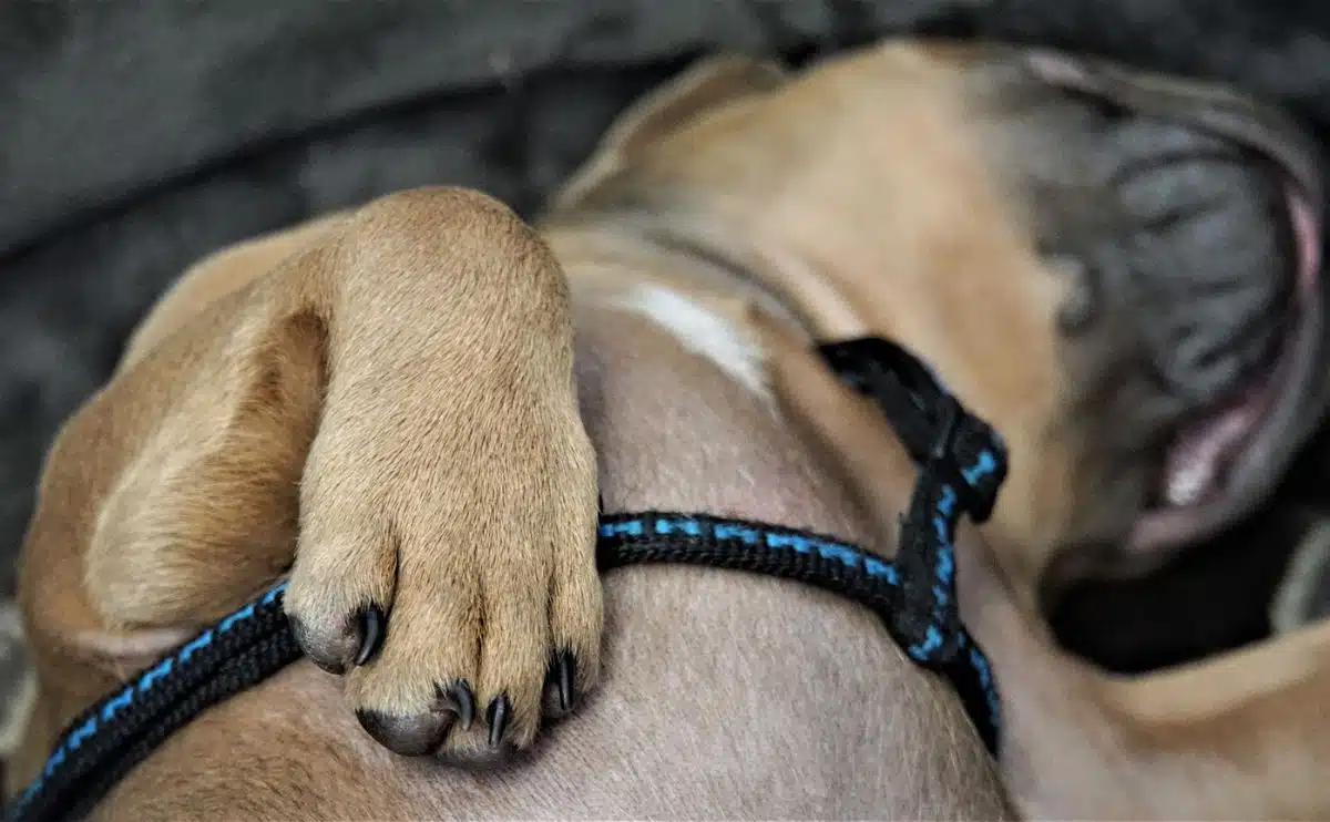 Dog Snoring Is It Normal Or A Cause For Concern?