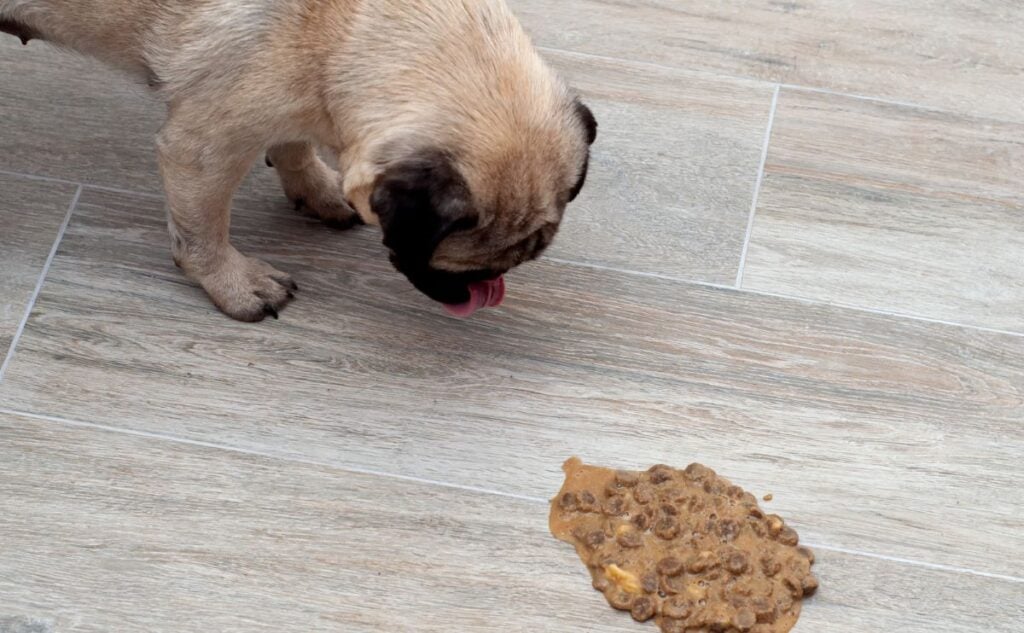 Pug looking at vomit about to eat it.