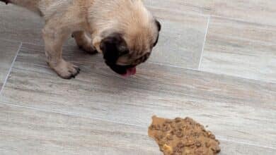 Pug looking at vomit about to eat it.