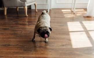 Pug on a wooden floor with an expressive face looking at the camera